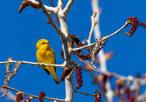 A Beautiful Yellow Warbler on a Spring Morning - Photo, image