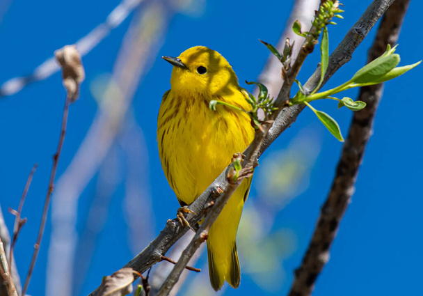 Весенним утром на ветке застрял самец желтого петуха - Фото, изображение