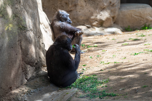 Western Lowland Gorilla in Barcelona Zoo. - Foto, Imagen