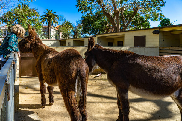 Catalan donkey (Equus africanus asinus) in zoo Barcelona. - Photo, Image