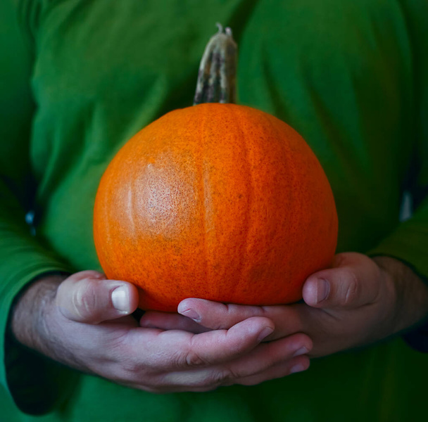 man holding the small pumpkin in hands. pumpkin for halloween festival celebration. no face. close up image. - 写真・画像