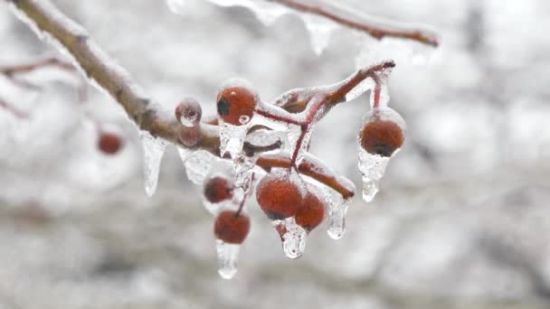 таяние снега на ягодах дерева - Кадры, видео