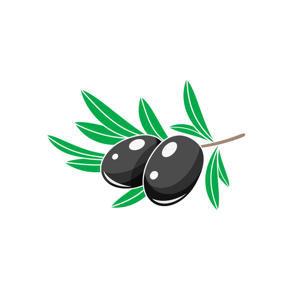 Branch of black olives. Black olive vector illustraion isolated on white background. - Vector, Image