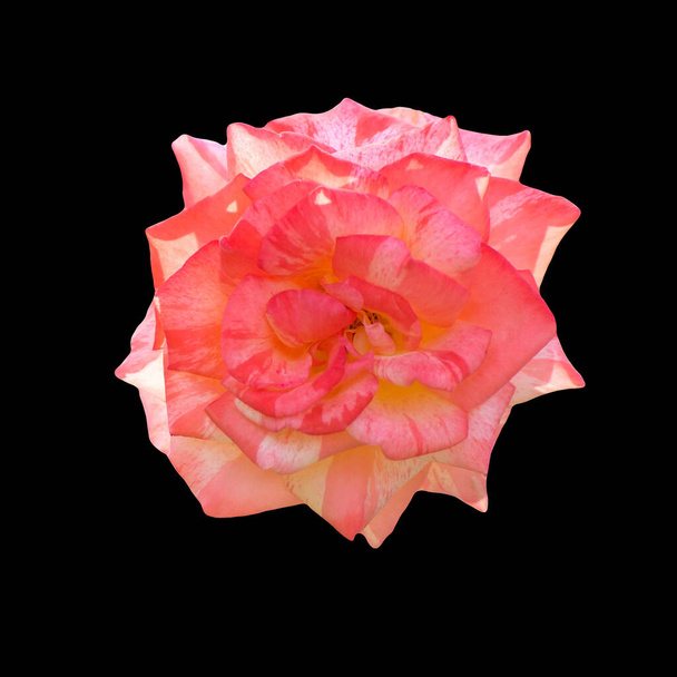 Red flower isolated on the black background and texture with clipping path. - Foto, imagen
