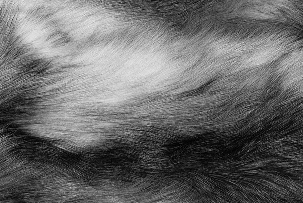 Siyah ve beyaz hayvan tüyü arka plan, gri doğal yün, yakın çekim koyu kürk dokusu. - Fotoğraf, Görsel
