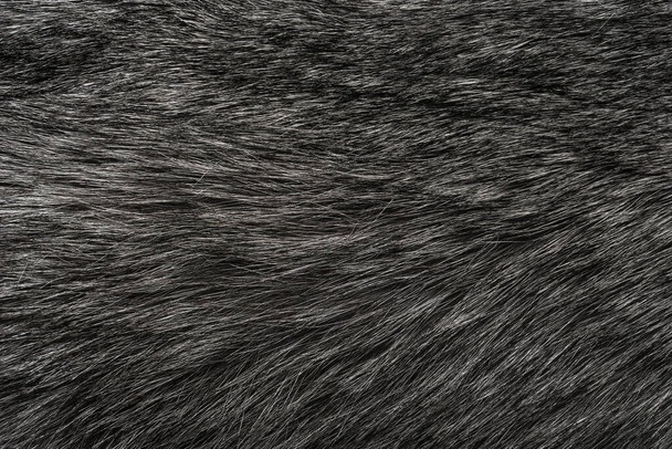 Fond en laine animale noire et blanche, laine naturelle grise, texture gros plan en peluche fourrure foncée - Photo, image