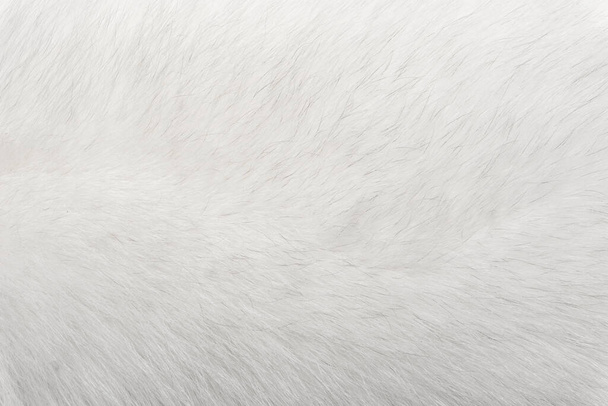 天然の動物性毛皮の背景テクスチャ。白北極キツネ毛糸のクローズアップ - 写真・画像