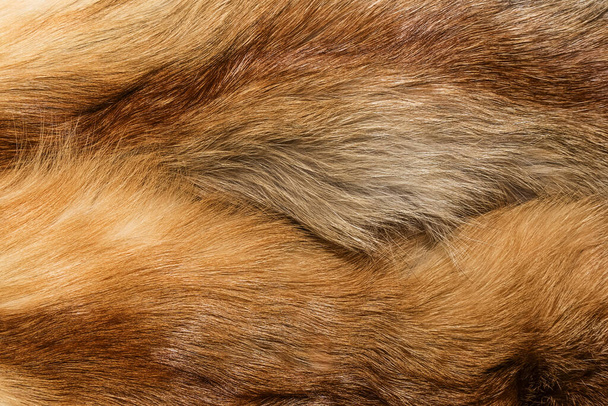 Természetes állati szőrme háttér textúra. sárga róka gyapjú közelkép - Fotó, kép