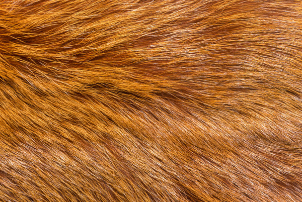 Textura de fondo de piel animal natural. lana de zorro amarillo primer plano - Foto, imagen