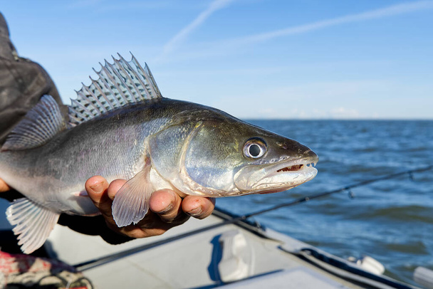 Ο ψαράς κρατά ένα πιασμένο ζάντερ ή μια πέρκα στα χέρια του στο φόντο της Βαλτικής θάλασσας. Αλιευτική έννοια αλιευμάτων και απελευθέρωσης. Ζάντερ στην ελευθερία. - Φωτογραφία, εικόνα