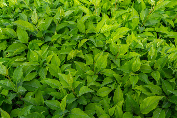 bright green young leaves hedges. spring background  - Photo, Image