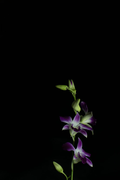 Uma flor de orquídea roxa com fundo escuro e muito espaço vazio na imagem para escrever - Foto, Imagem