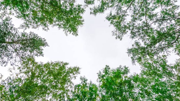 branches with  green leaves against the sky backround, view from below upwards, summer, green crown trees sunny day, bottom-up view, tree in the forest against the sky, view of the sky through the trees, - Photo, Image