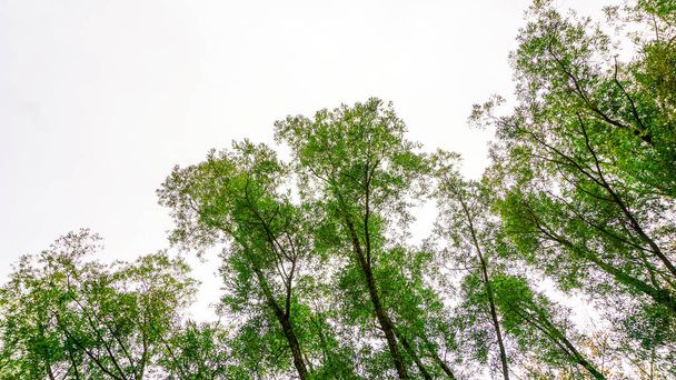ветви с зелеными листьями на фоне неба, вид снизу вверх, лето, зеленая корона деревьев солнечный день, вид снизу вверх, дерево в лесу против неба, вид на небо через деревья, - Фото, изображение