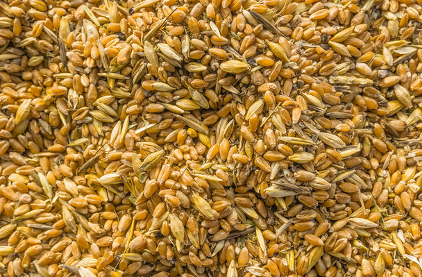 Mixture of different grains, golden wheat grains, background of mixed barley and oat seeds, mixture of cereals for animal feed, yellow corn texture - Photo, Image