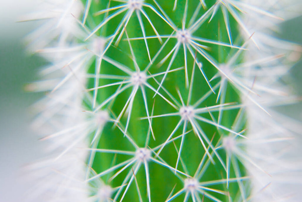 Macro closeup to the spines of a cactus with selective focus. Cactus with long red pointed spines with selective focus. copy space. - Photo, Image