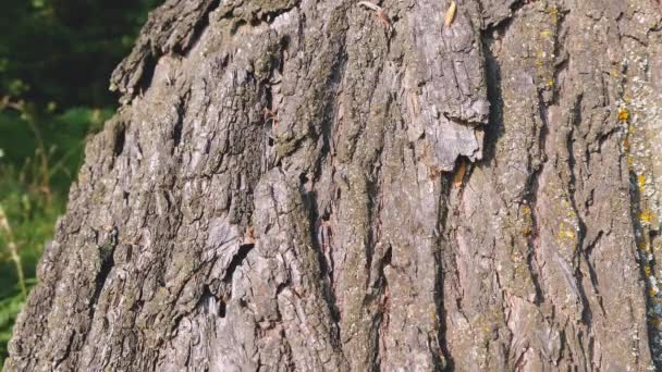 Mieren kruipen op een boomstam - Video