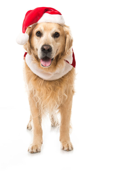 Christmas dog isolated on white - Fotó, kép