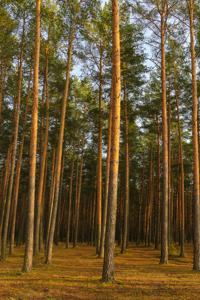Beautiful pine forest during sunset. Yellow bright colors. Fall. Change of seasons - Foto, imagen