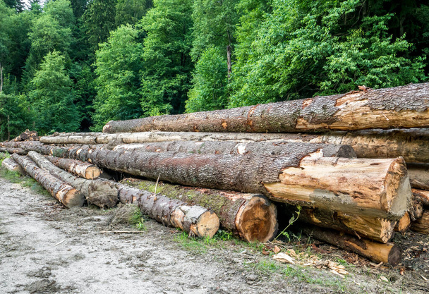 Čerstvě posekaná hromada dřeva nebo pařezy v lese.. Nezákonná koncepce těžby dřeva v rumunských lesích. - Fotografie, Obrázek