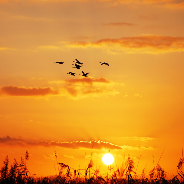 Puesta de sol de gansos salvajes
 - Foto, Imagen