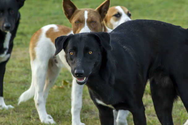 Un groupe de chiens errants debout sur une pelouse verte - Photo, image