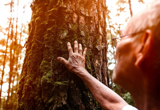 Uomo anziano che tocca delicatamente il vecchio albero. Concetto di protezione della natura - Foto, immagini