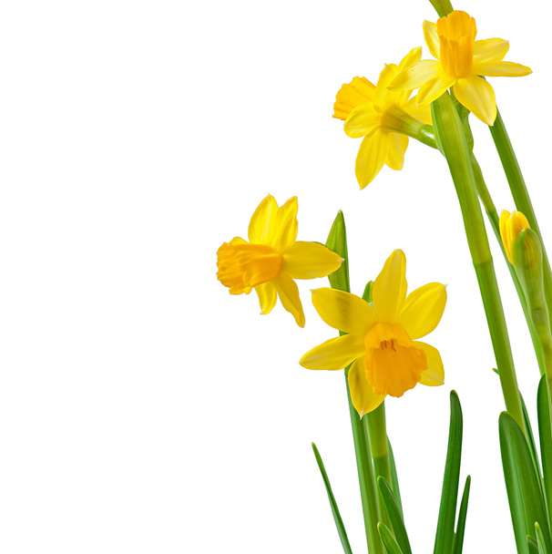 jarní květiny Narcis izolovaných na bílém pozadí. - Fotografie, Obrázek