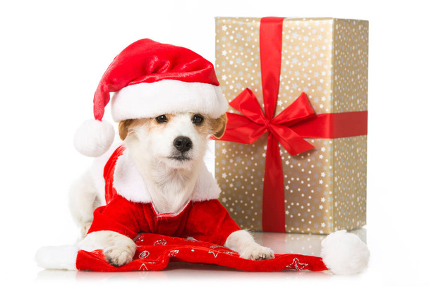 Cute terrier dog with santa costume - Fotó, kép