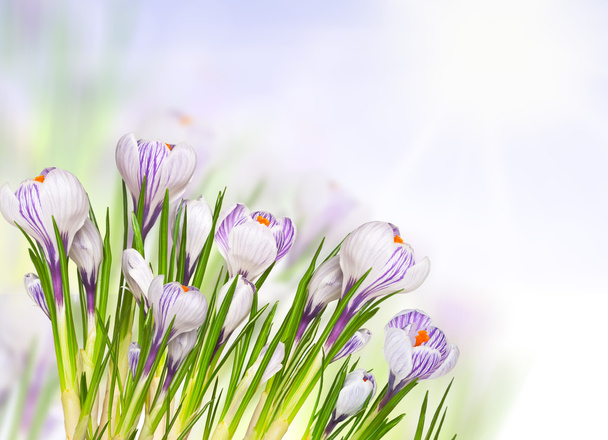 gyönyörű tavaszi virágok - Fotó, kép