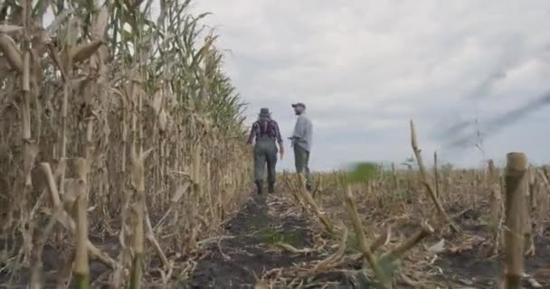 Agricultores irreconocibles caminando en el campo de maíz - Metraje, vídeo