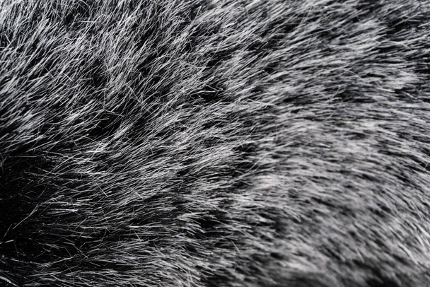 Черно-белая шерсть текстура животного фона, серая натуральная норковая шерсть, крупным планом текстура плюшевого темного меха - Фото, изображение
