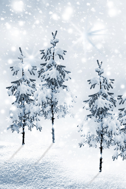 Zimní les - Fotografie, Obrázek