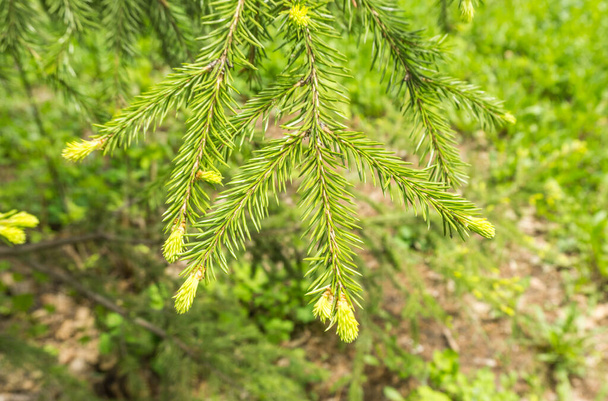 Branches vertes de sapins avec de jeunes cônes gros plan - Photo, image