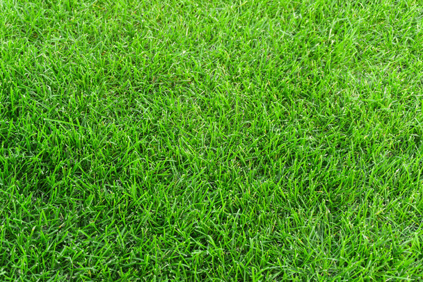 Зелена трава на фоні ландшафтної текстури. крупним планом зелений оброблений газон влітку
 - Фото, зображення