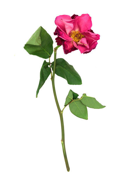 Stara wyblakła czerwona róża odizolowana na białym tle - Zdjęcie, obraz