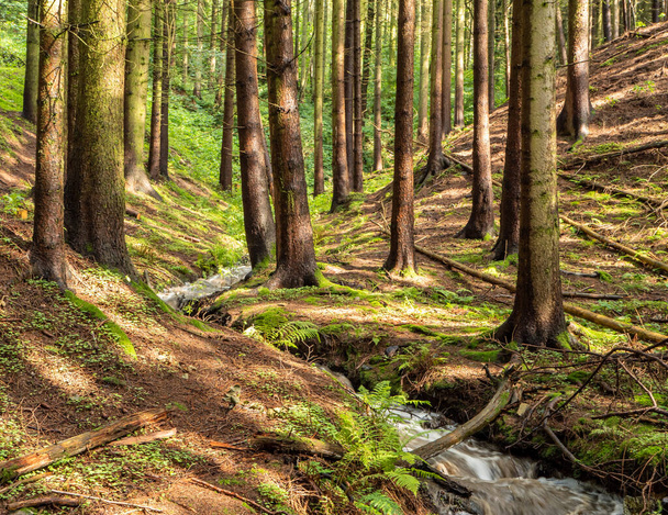 schöner Wald im Erzgebirge mit einem Fluss - Foto, Bild