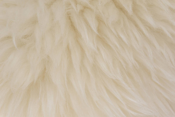 Άσπρο δέρμα ζώου φόντο υφή, μπεζ φυσικό μαλλί πρόβατα, close-up υφή βελούδινη χνουδωτή γούνα - Φωτογραφία, εικόνα