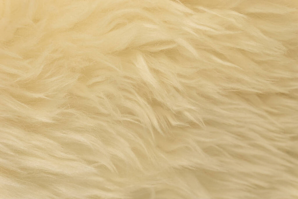 Beyaz hayvan yünlü arka plan, bej doğal koyun yünü, kabarık tüylü kürkün yakın çekim dokusu - Fotoğraf, Görsel