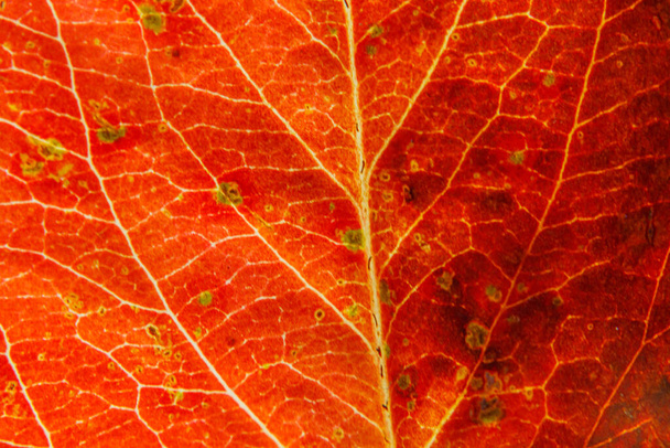 Closeup autumn fall extreme macro texture view of red orange wood sheet tree leaf. Inspirational nature october or september wallpaper background. Change of seasons concept. Close up, selective focus - Photo, image