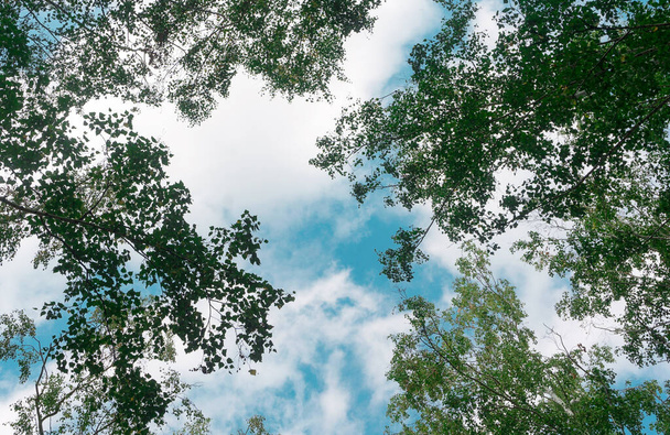 couronne arbres vue d'en bas dans le ciel - Photo, image
