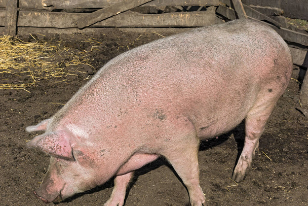 Sale cochon dans l'enclos de la ferme - Photo, image