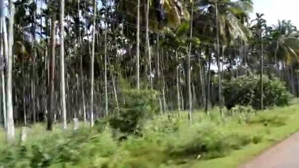 B rollo de imágenes de rollo de árbol de betelnut en el campo, video filmado durante el viaje en el coche. - Metraje, vídeo