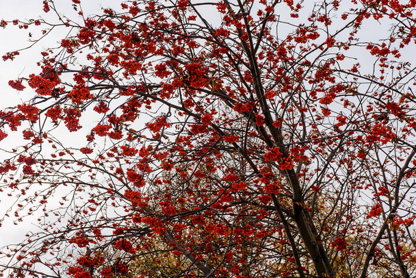 vörös hegyi kőrisfák egy ágon télen, vörös hegyi kőrisfák az ágakon égi háttér, egy csomó érett hegyi kőrisbogyó, ősszel vörösáfonya, evezős fa, közelkép - Fotó, kép