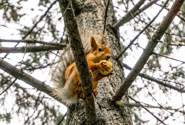 Rotes Eichhörnchen auf einer Kiefer, das einen Apfel isst - Foto, Bild