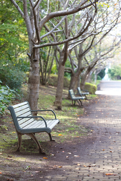 A wooden bench in summer - Φωτογραφία, εικόνα