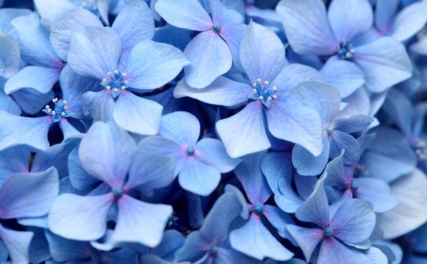 Natural floral background of blue flowers of Hydrangea macrophylla, bigleaf hydrangea - Foto, imagen