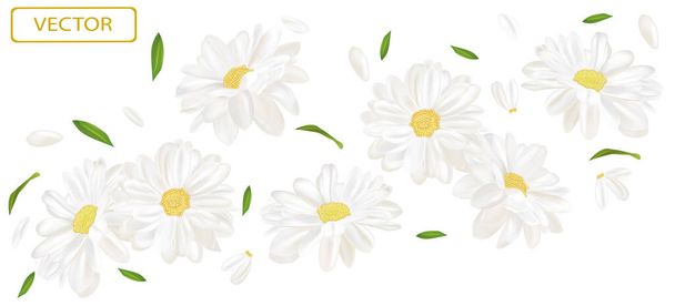 Белый цветок ромашки с зеленым листом. Цветущая ромашка, дизайн косметического продукта, чай, духи, эфирное масло. Красивый ромашковый фон. Баннер для вас продуктов здравоохранения. 3d-вектор  - Вектор,изображение