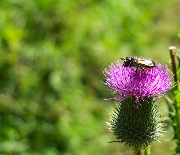 bee on flower landscape - Photo, Image