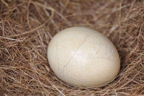 Αυγό στρουθοκαμήλου σε άχυρο - Φωτογραφία, εικόνα